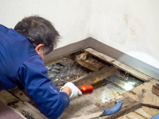 Best Mold Inspection  in Perham, MN