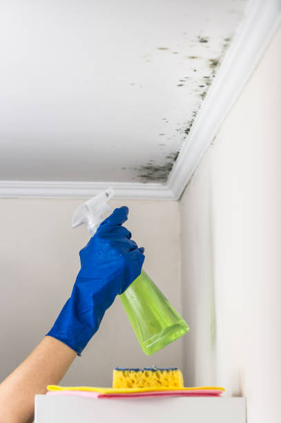 Best Attic Mold Removal  in Perham, MN