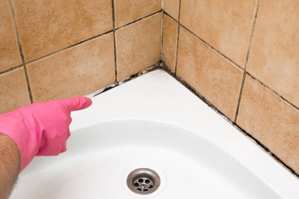 Best Fast Mold Removal  in Perham, MN