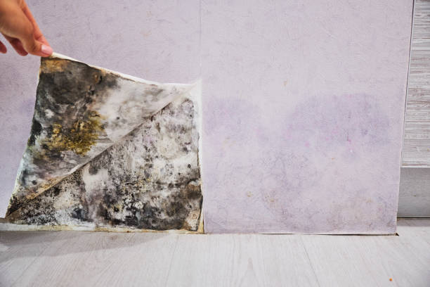 Best Professional Mold Removal  in Perham, MN